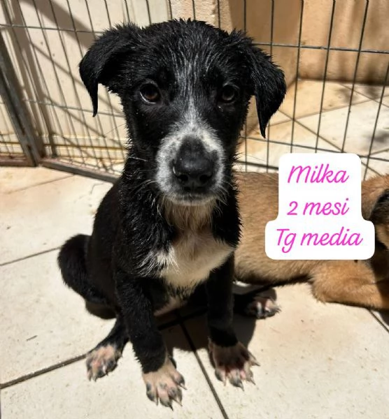 EMERGENZA CUCCIOLI RINCHIUSI IN RIFUGIO  | Foto 4