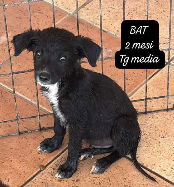 EMERGENZA CUCCIOLI RINCHIUSI IN RIFUGIO  | Foto 4