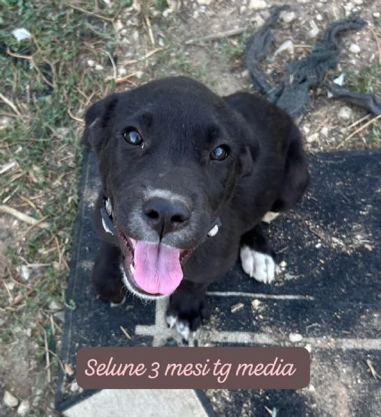 EMERGENZA CUCCIOLI RINCHIUSI IN RIFUGIO  | Foto 4