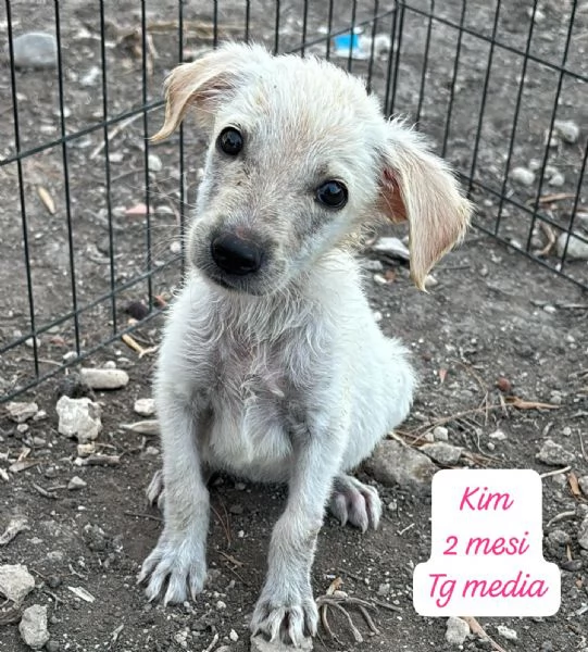 EMERGENZA CUCCIOLI RINCHIUSI IN RIFUGIO  | Foto 3
