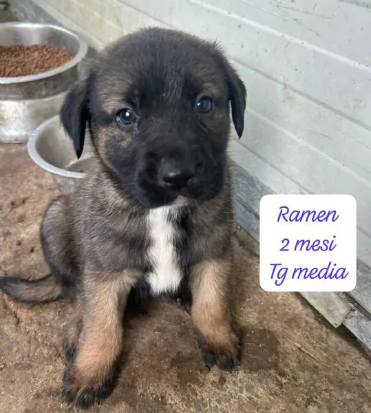 EMERGENZA CUCCIOLI RINCHIUSI IN RIFUGIO 