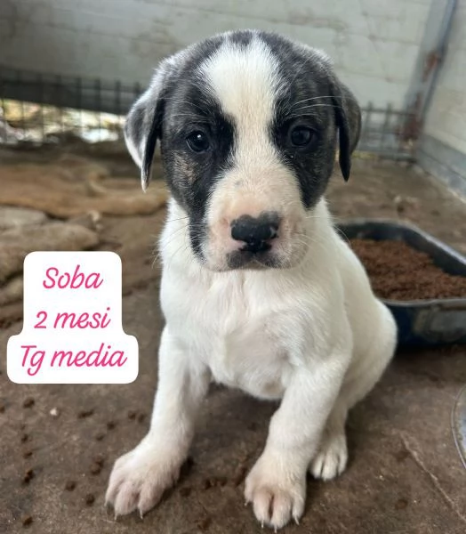 EMERGENZA CUCCIOLI RINCHIUSI IN RIFUGIO  | Foto 1