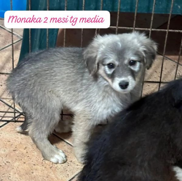 EMERGENZA CUCCIOLI RINCHIUSI IN RIFUGIO  | Foto 1