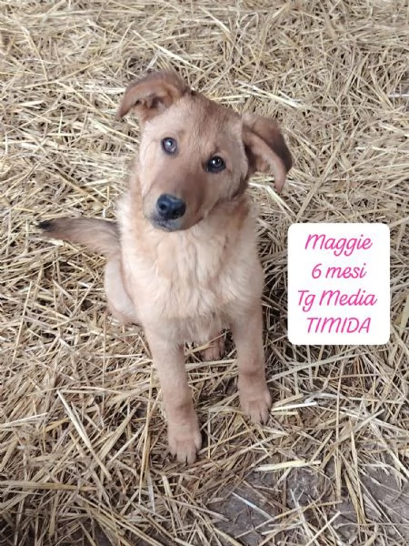 EMERGENZA CUCCIOLI RINCHIUSI IN RIFUGIO  | Foto 0