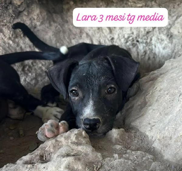 EMERGENZA CUCCIOLI RINCHIUSI IN RIFUGIO  | Foto 3