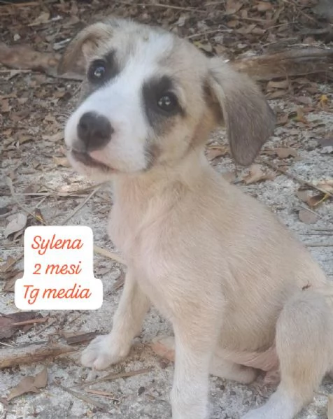 EMERGENZA CUCCIOLI RINCHIUSI IN RIFUGIO  | Foto 2