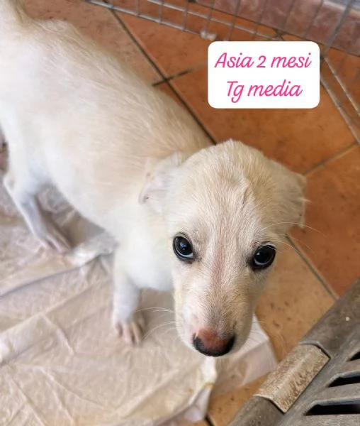 EMERGENZA CUCCIOLI RINCHIUSI IN RIFUGIO 