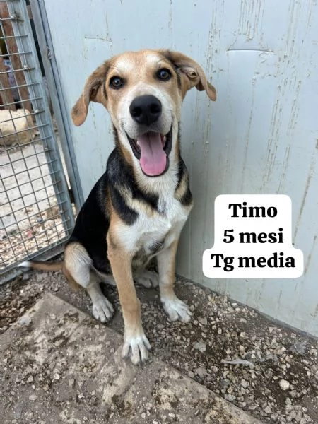 EMERGENZA CUCCIOLI RINCHIUSI IN RIFUGIO  | Foto 0