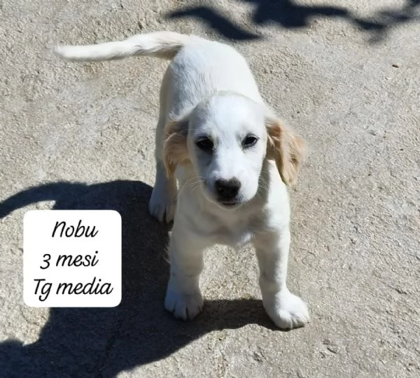 EMERGENZA CUCCIOLI RINCHIUSI IN RIFUGIO  | Foto 0