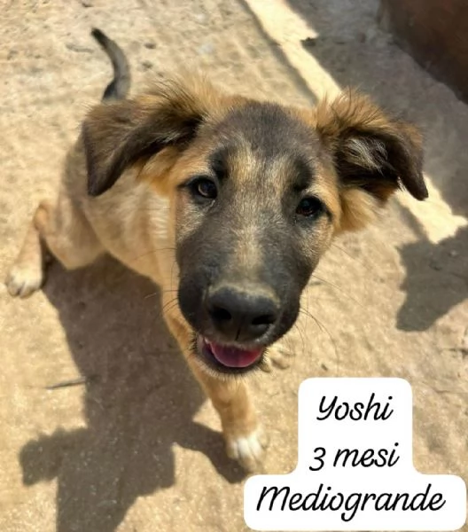 EMERGENZA CUCCIOLI RINCHIUSI IN RIFUGIO  | Foto 1