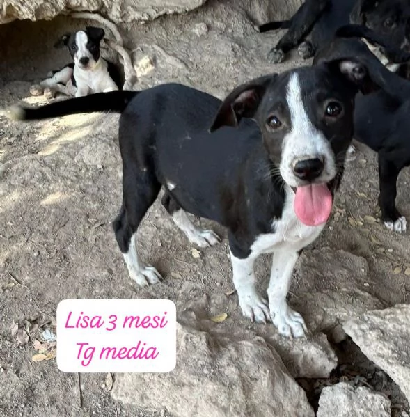 EMERGENZA CUCCIOLI RINCHIUSI IN RIFUGIO  | Foto 1