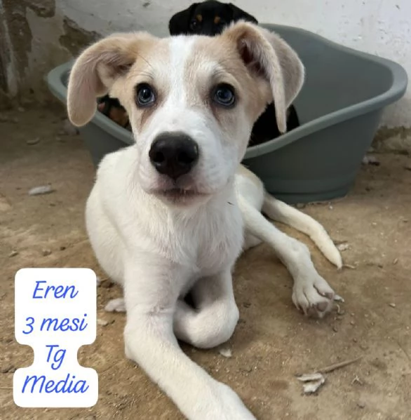 EMERGENZA CUCCIOLI RINCHIUSI IN RIFUGIO  | Foto 0