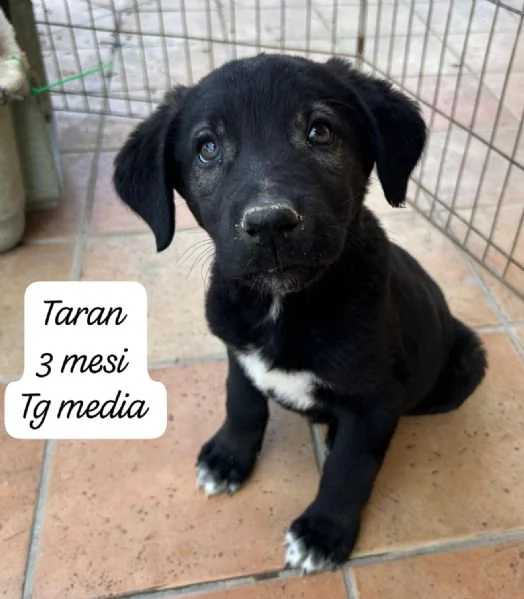 EMERGENZA CUCCIOLI RINCHIUSI IN RIFUGIO  | Foto 0
