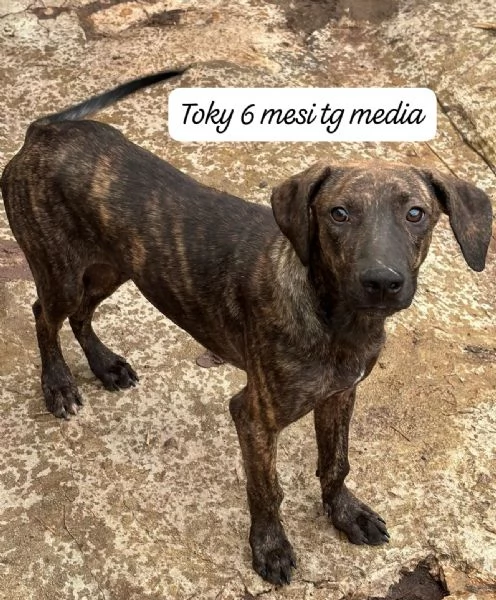 EMERGENZA CUCCIOLI RINCHIUSI IN RIFUGIO  | Foto 1