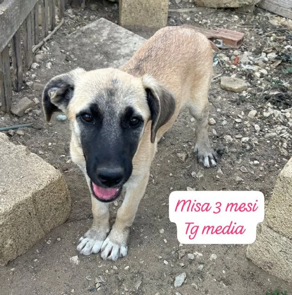 EMERGENZA CUCCIOLI RINCHIUSI IN RIFUGIO  | Foto 1