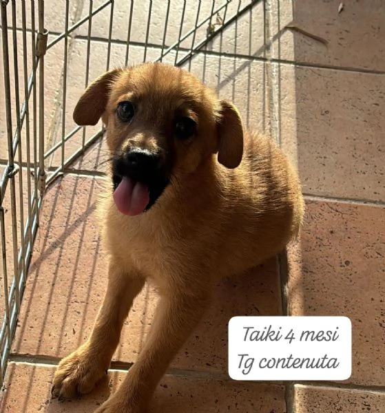 EMERGENZA CUCCIOLI RINCHIUSI IN RIFUGIO  | Foto 0