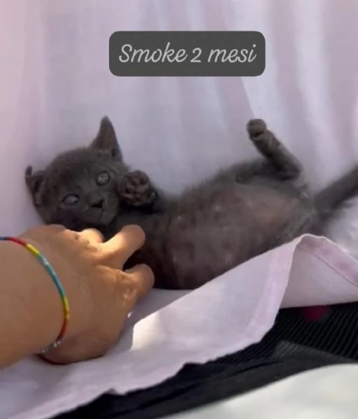 BISOGNA SALVARE QUESTI MICINI