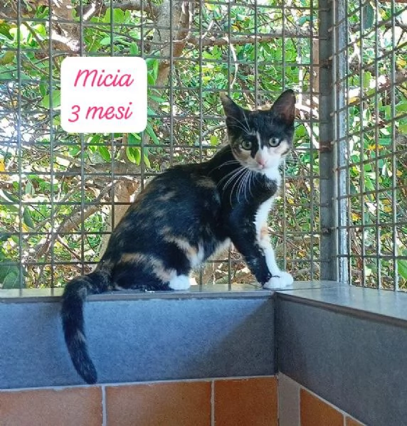 BISOGNA SALVARE QUESTI MICINI | Foto 6
