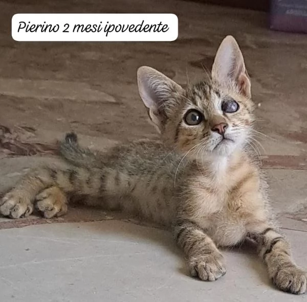 BISOGNA SALVARE QUESTI MICINI