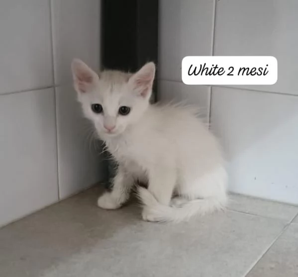BISOGNA SALVARE QUESTI MICINI | Foto 5