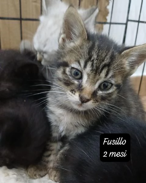 BISOGNA SALVARE QUESTI MICINI | Foto 5