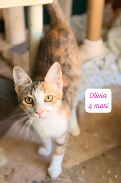 BISOGNA SALVARE QUESTI MICINI | Foto 6