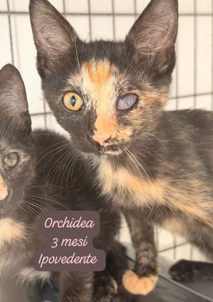 BISOGNA SALVARE QUESTI MICINI | Foto 5