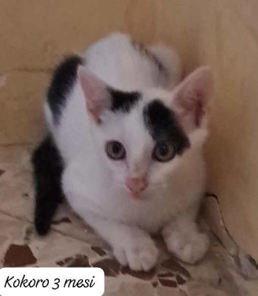 BISOGNA SALVARE QUESTI MICINI | Foto 5