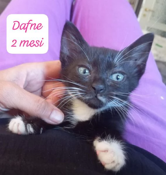 BISOGNA SALVARE QUESTI MICINI | Foto 4