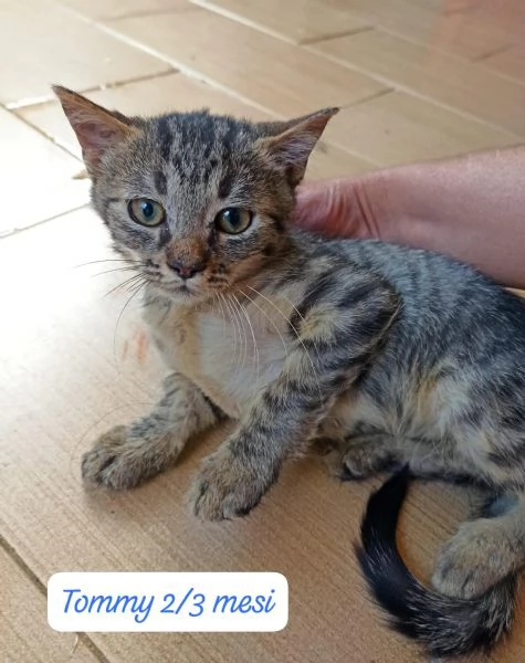BISOGNA SALVARE QUESTI MICINI | Foto 4