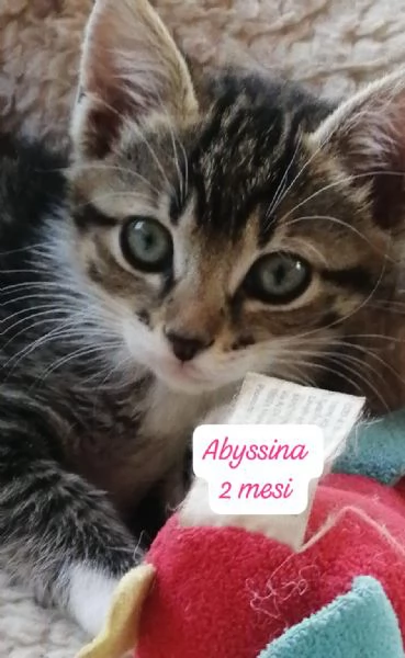 BISOGNA SALVARE QUESTI MICINI | Foto 4