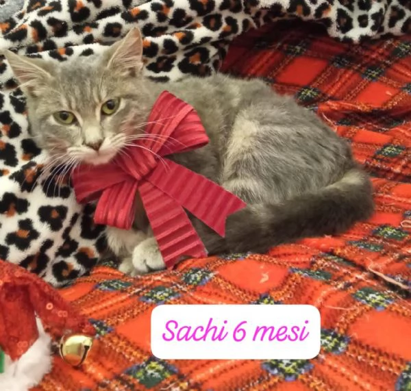 BISOGNA SALVARE QUESTI MICINI | Foto 5