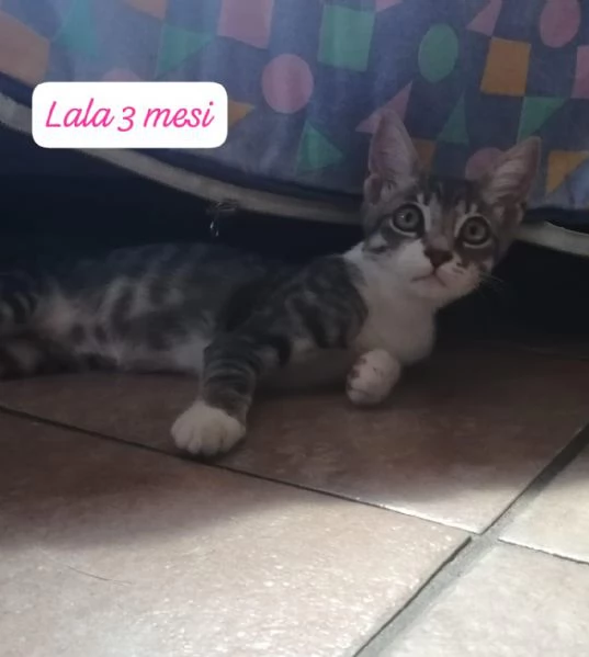 BISOGNA SALVARE QUESTI MICINI | Foto 3