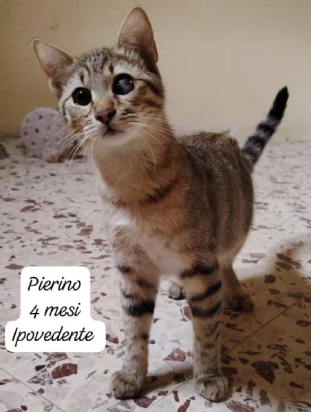 BISOGNA SALVARE QUESTI MICINI | Foto 2