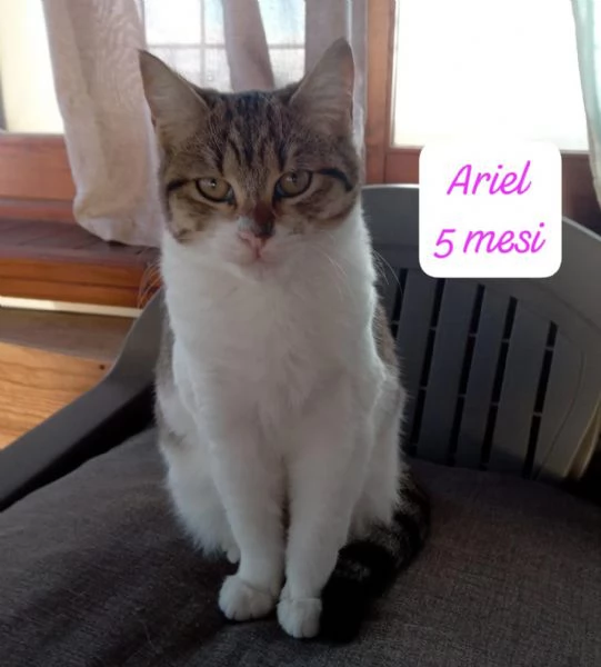 BISOGNA SALVARE QUESTI MICINI | Foto 3