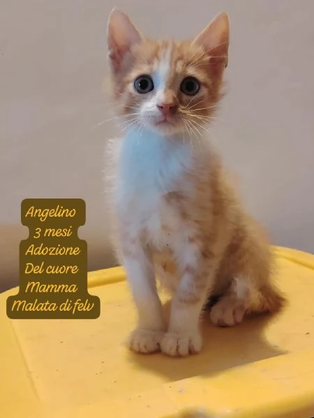 BISOGNA SALVARE QUESTI MICINI