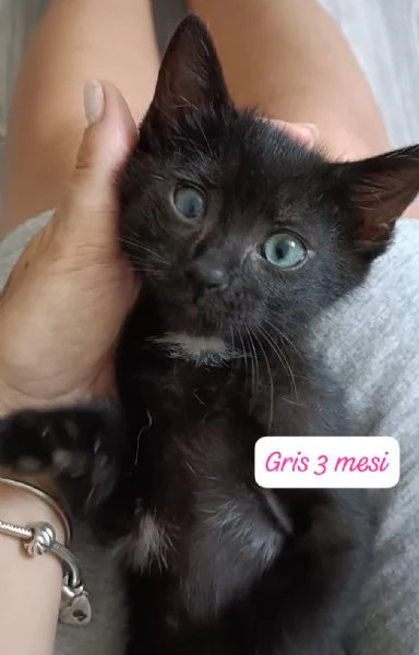 BISOGNA SALVARE QUESTI MICINI | Foto 2