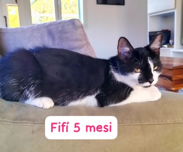 BISOGNA SALVARE QUESTI MICINI | Foto 5