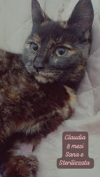 BISOGNA SALVARE QUESTI MICINI | Foto 6