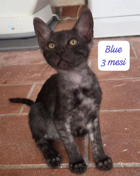 BISOGNA SALVARE QUESTI MICINI | Foto 1