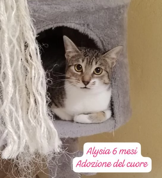 BISOGNA SALVARE QUESTI MICINI | Foto 3