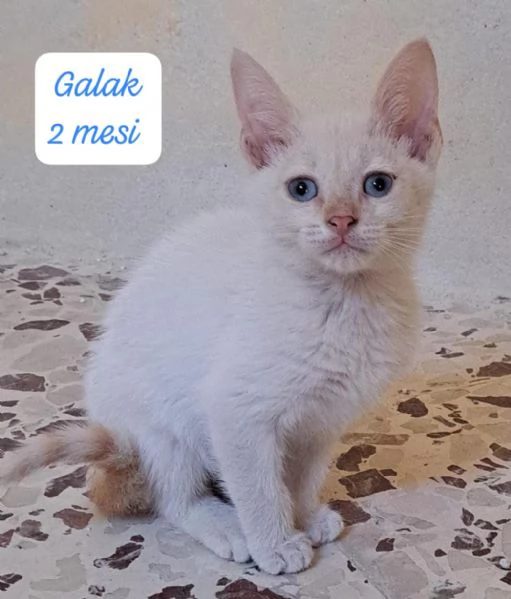 BISOGNA SALVARE QUESTI MICINI | Foto 2