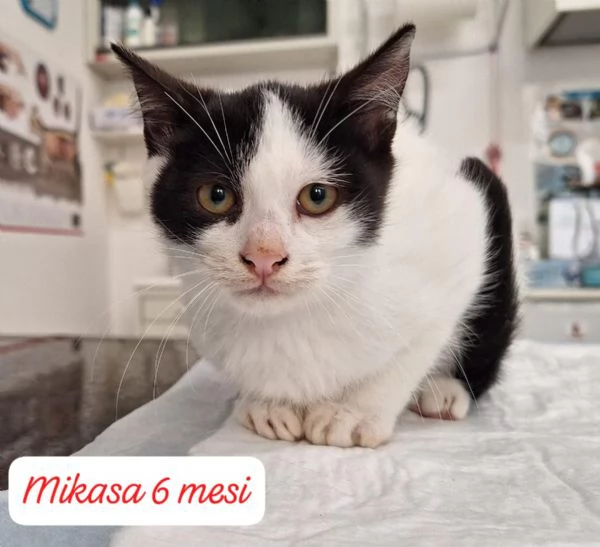 BISOGNA SALVARE QUESTI MICINI | Foto 2