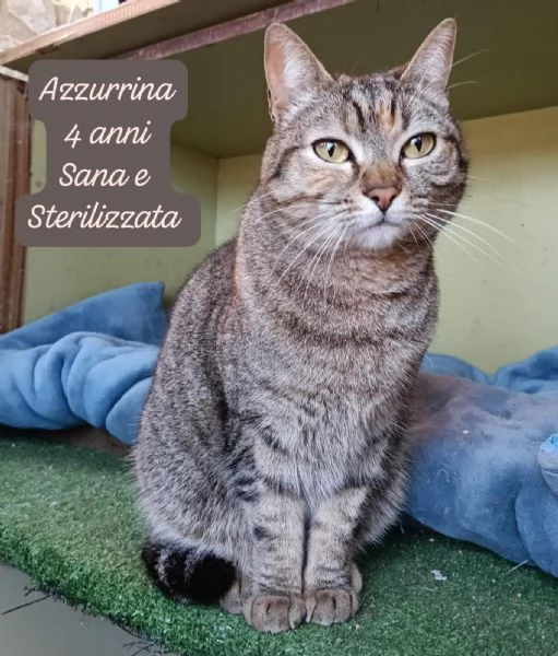 BISOGNA SALVARE QUESTI MICINI | Foto 3