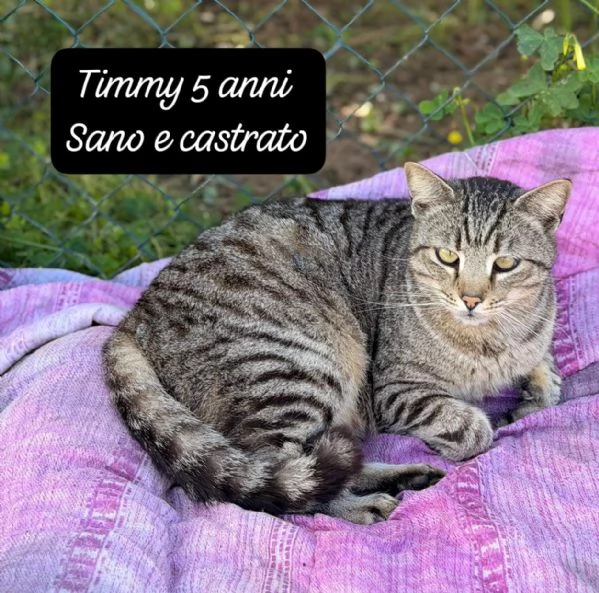 BISOGNA SALVARE QUESTI MICINI | Foto 2