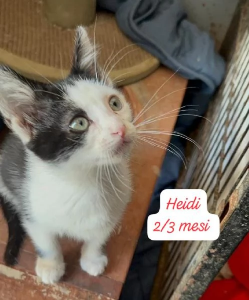 BISOGNA SALVARE QUESTI MICINI | Foto 1