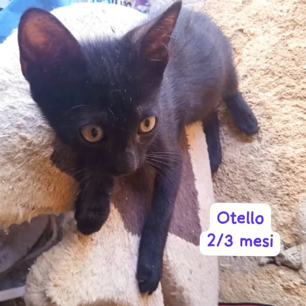 BISOGNA SALVARE QUESTI MICINI | Foto 3