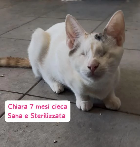 BISOGNA SALVARE QUESTI MICINI | Foto 2
