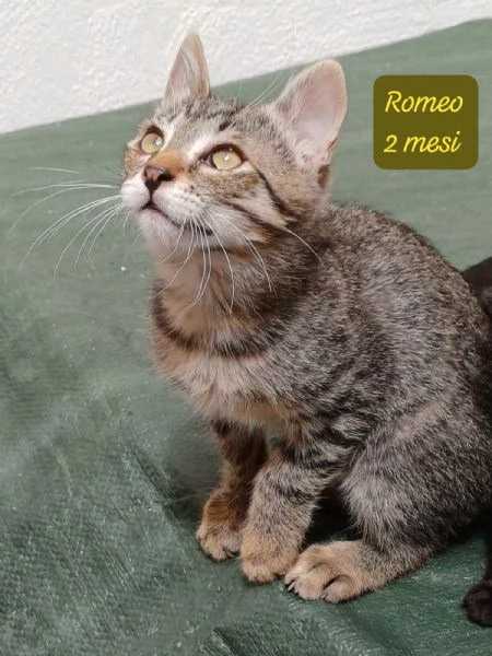 BISOGNA SALVARE QUESTI MICINI | Foto 3