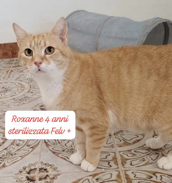 BISOGNA SALVARE QUESTI MICINI | Foto 0